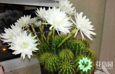 仙人球花的花语是什么 仙人球的象征和寓意