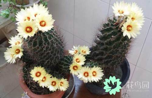 仙人球花的花语是什么