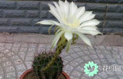 仙人球花的花语是什么