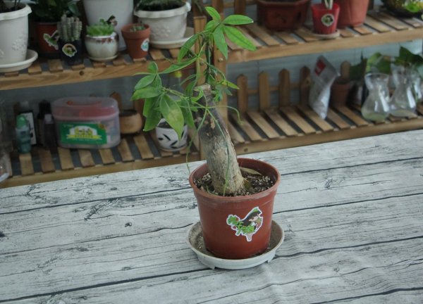 办公室放什么植物比较好