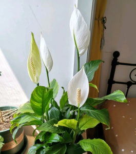 一帆风顺花怎么养 教你简单养护一帆风顺花的要点