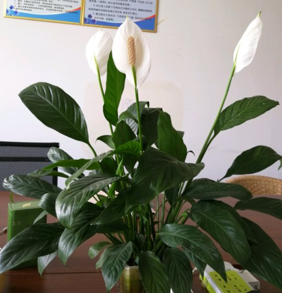 一帆风顺花怎么养