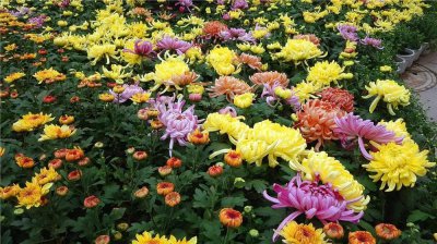 四季菊的花语和寓意 关于菊花的象征意义