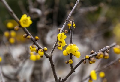 梅花盆景怎么养 盆栽梅花的养护和管理
