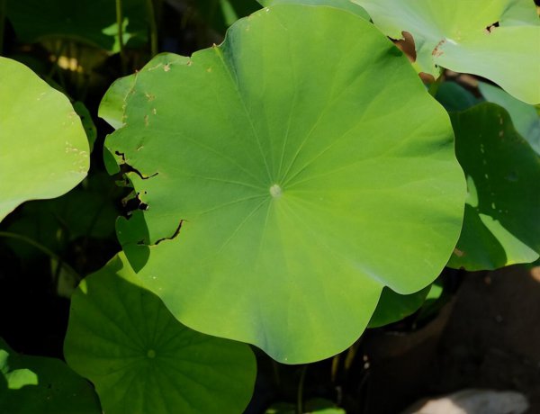 盆栽荷花怎样养护