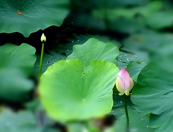 盆栽荷花怎样养护