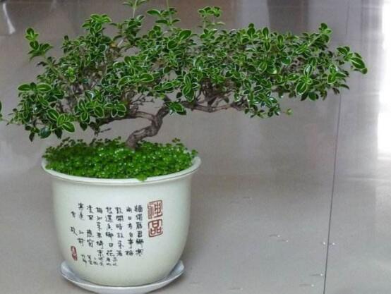 六月雪有毒吗