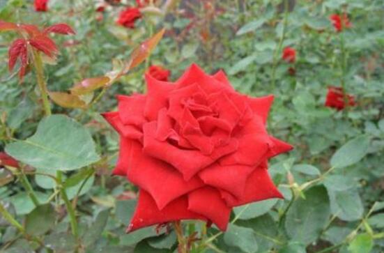 月季花可以吃吗