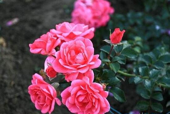 月季花泡水喝有什么作用