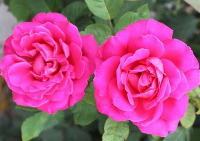 月季花的花语是什么 了解不用颜色月季的花语