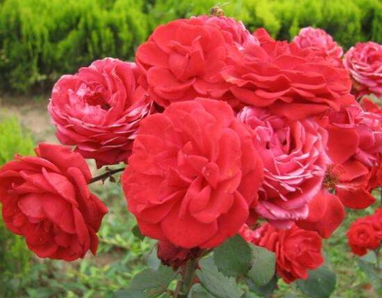 月季花的花语是什么