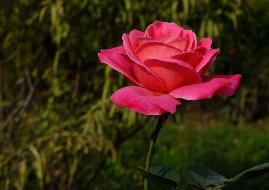 月季花的花语是什么