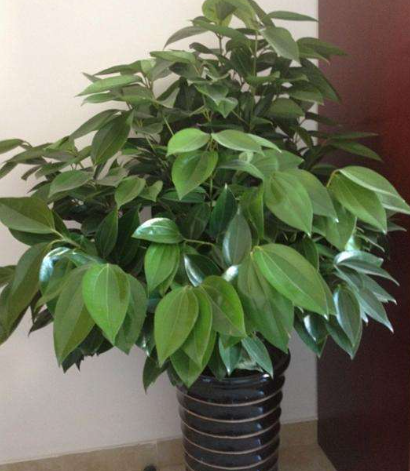 平安树怎样养才茂盛