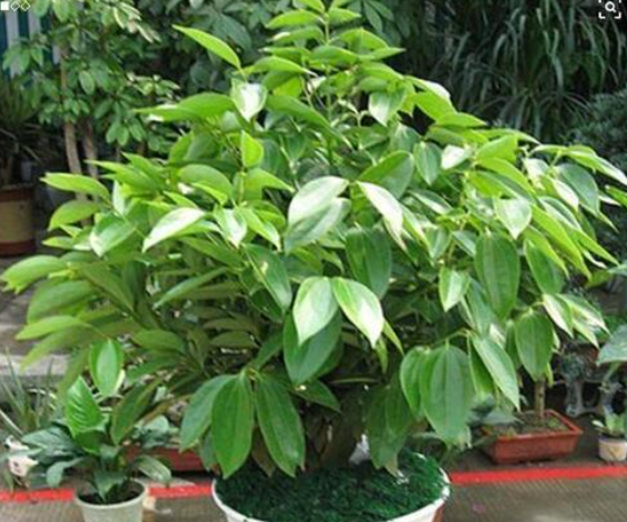 平安树怎样养才茂盛