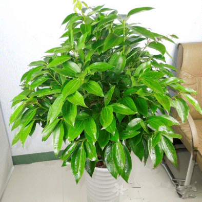 平安树怎样养才茂盛