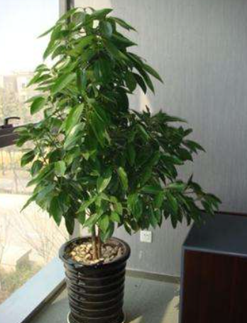 平安树怎样养才茂盛