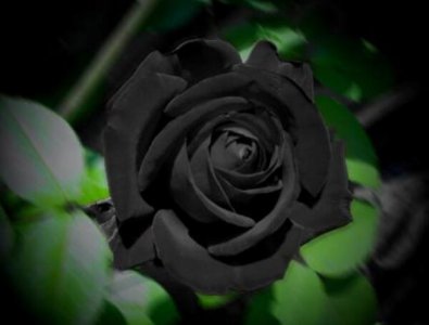 黑色玫瑰是什么意思 黑玫瑰花的花语和寓意