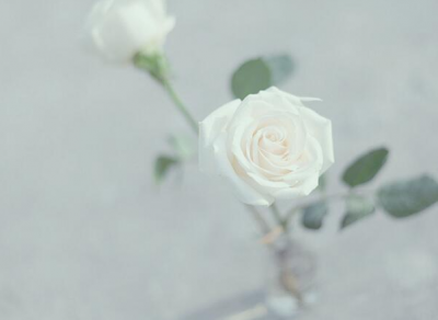 白色玫瑰花的花语是什么 白玫瑰的象征意义