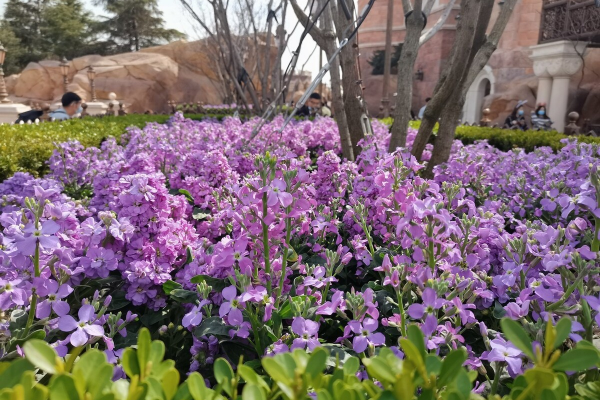 勿忘我怎么养