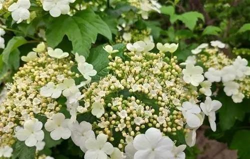 冬天盛开的花有哪些