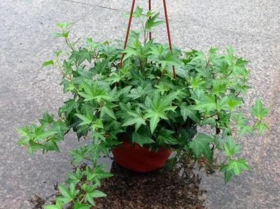 常春藤的花语是什么