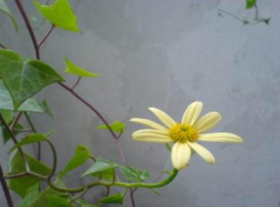 常春藤的花语是什么