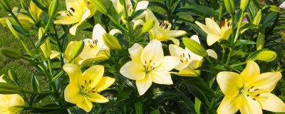 百合花的寓意是什么 百合花的花语和象征