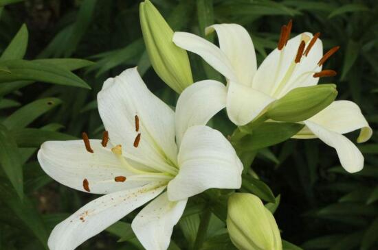 百合花的寓意是什么