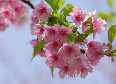 ?；ǖ恼嬲??；ǖ幕ㄓ锖痛?/></i><h2>?；ǖ恼嬲??；ǖ幕ㄓ锖痛?/h2><p>本文摘要：樱花的真正含义和?；ǖ幕ㄓ锖痛档难ㄐ≈?，一起来看看吧！?；ㄊ且恢址浅Ｃ览龅幕?，但是它的花期也是特别短的，花谢花开就几天时</p></a></li>
            <li><a href=