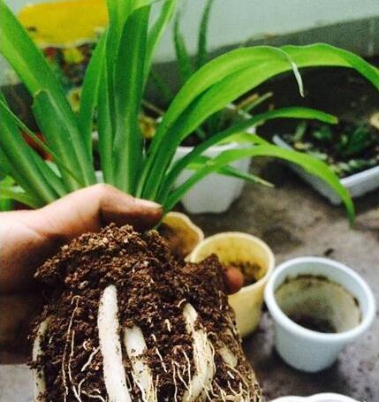 吊兰怎么养才能更旺盛