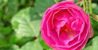 秋冬季节种什么花 盘点七种适合秋冬季节的花卉