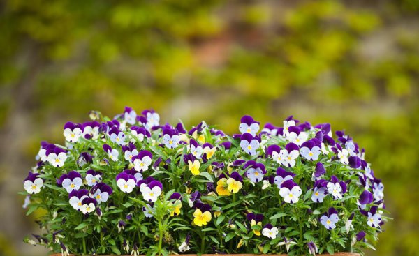 秋冬季节种什么花