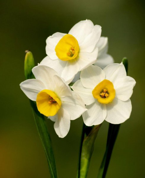 秋冬季节种什么花