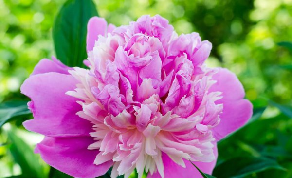秋冬季节种什么花