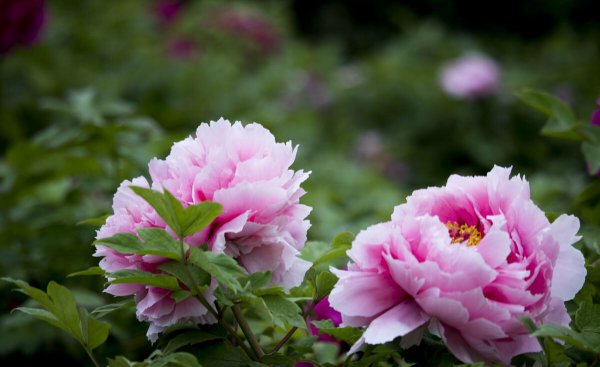 秋冬季节种什么花