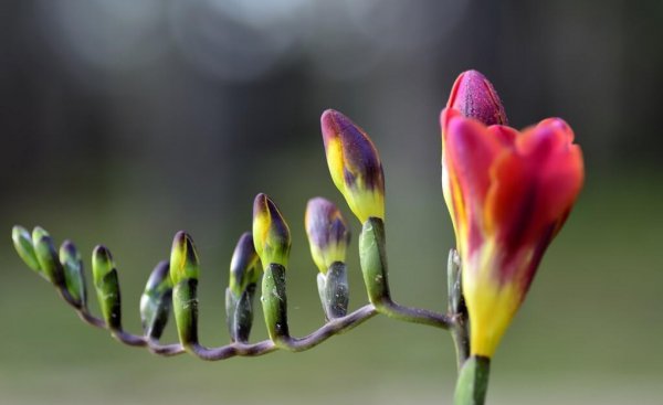 秋冬季节种什么花
