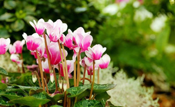 秋冬季节种什么花