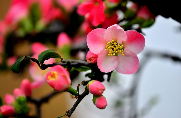 海棠花寓意着什么
