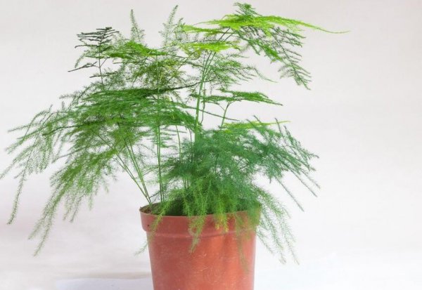文竹怎么养才茂盛
