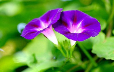 牵?；ǖ拇?浅谈牵?；ǖ南笳饕庖?/></i><h2>牵牛花的传说 浅谈牵?；ǖ南笳饕庖?/h2><p>小编为你介绍牵?；ǖ拇岛颓程盖Ｅ；ǖ南笳饕庖宓穆讨卜矫娴南喙啬谌荩酉吕幢菊拘”辔蠹医樯?。相传在很早很早很早以前，有一座山叫做伏牛山</p></a></li>
            <li><a href=