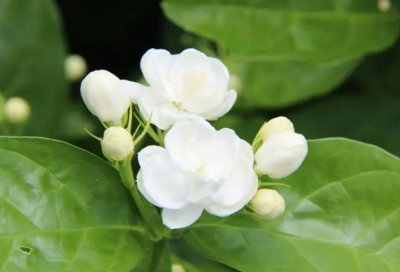 茉莉花语是什么 简述茉莉花的寓意