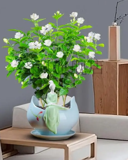 茉莉花语是什么