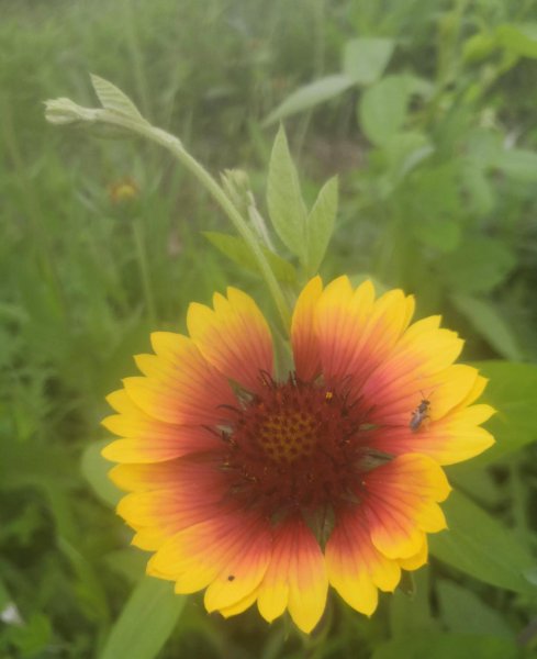 天人菊的花语是什么
