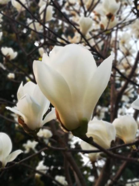 春天最常见的花有哪些