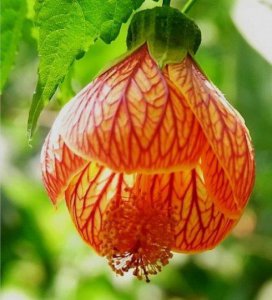 金铃花的花语是什么 金铃花的象征意义