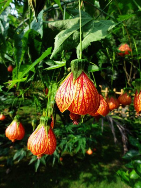 金铃花的花语是什么