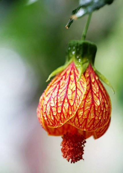 金铃花的花语是什么