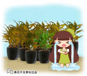 富贵竹怎样才能快速生根 分享富贵竹快速生根技巧