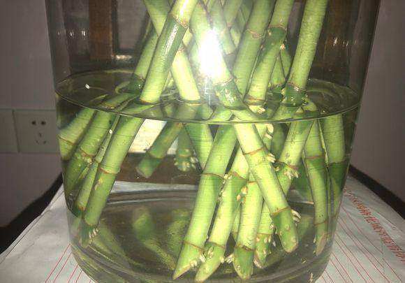 富贵竹怎样才能快速生根