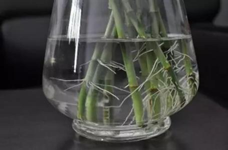 富贵竹怎样才能快速生根